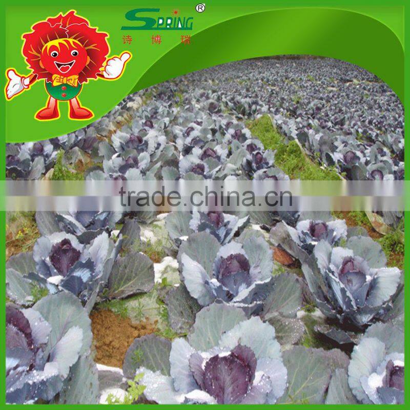 2016 Chinese fresh red cabbage/fresh purple cabbage frozen cabbage