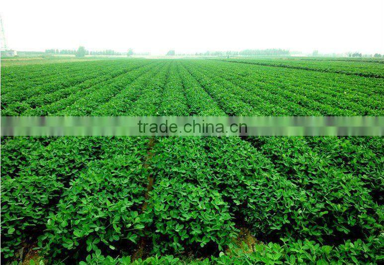 Export Peanut In China