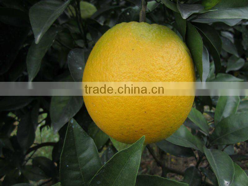 2012 new crop navel orange