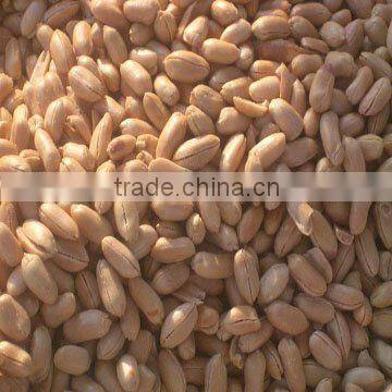 Chinese high quality Peanut in shell/without shelled