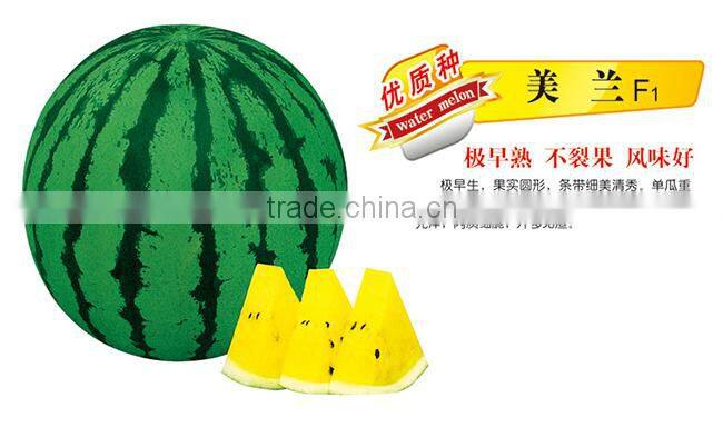 Hot Sale Hybrid F1 Sweet Yellow Watermelon Seeds For Growing-Midland F1