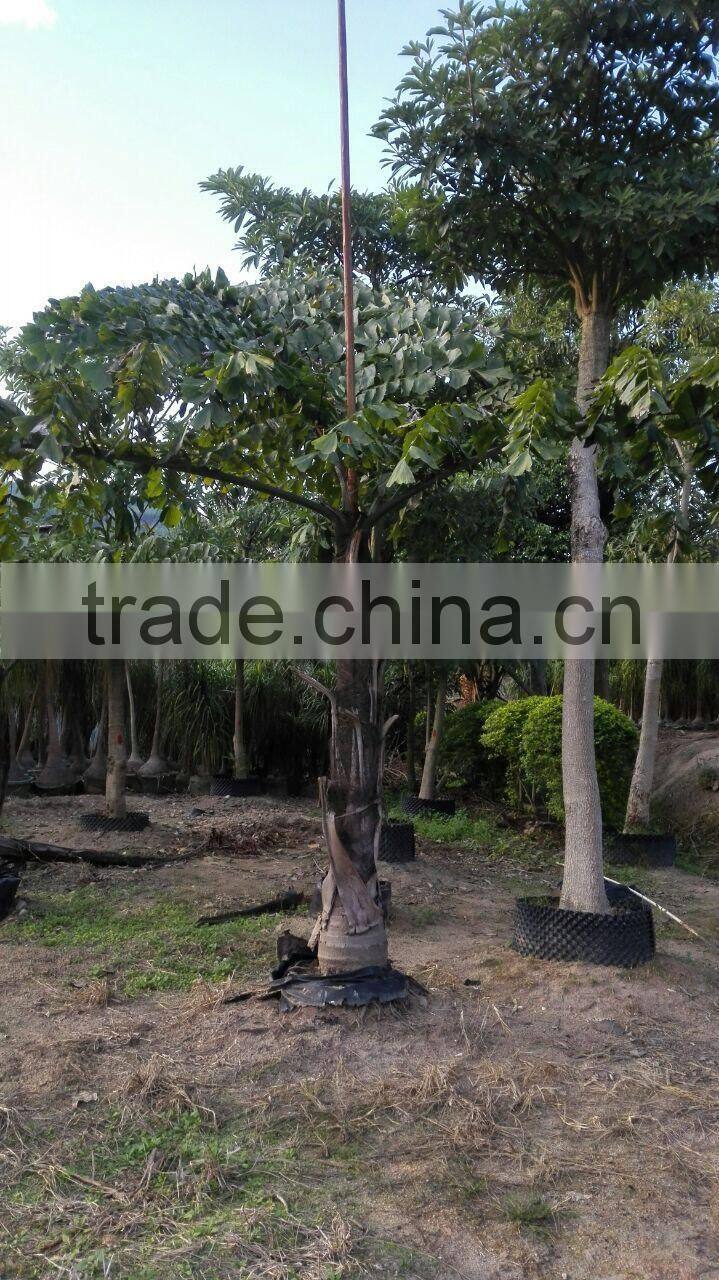 wholesale outdoor decrotive landscaping ornamental palm Caryota urens L