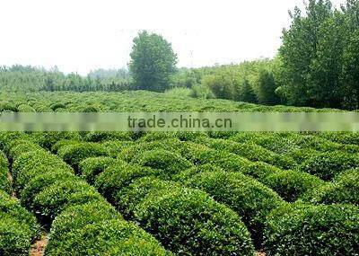Good Price of Bi Luo Chun Green Tea