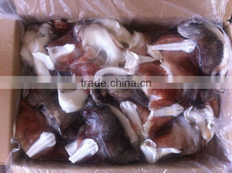 frozen giant squid neck from peru