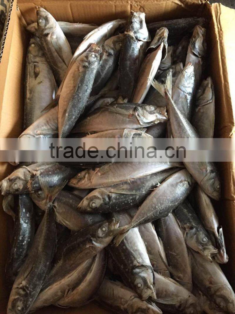 2016 new landing sea frozen horse mackerel 20cm+
