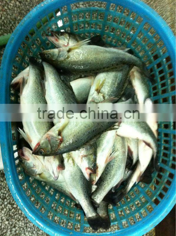 Frozen Seabass Fillet on sale