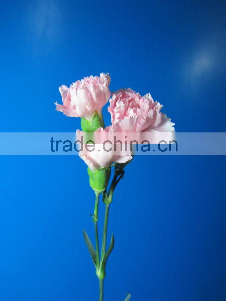 Pure and mild flavor promotional 2015 carnation