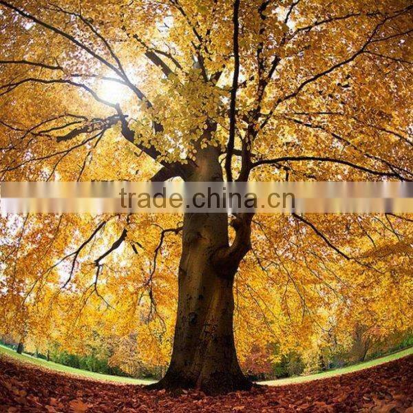 fisheye+macrol +wide angle lens mobile phone lens for iphone