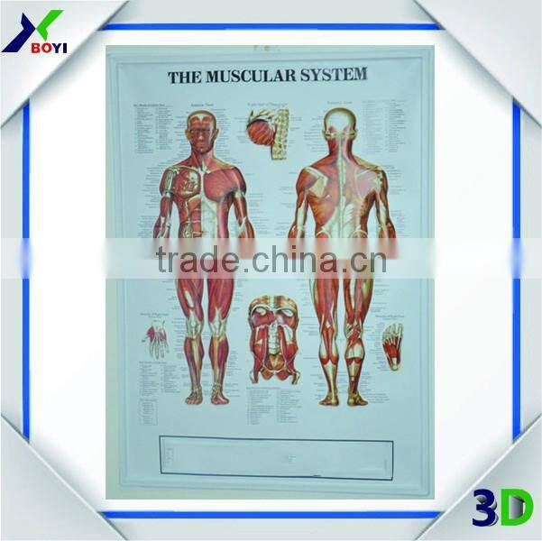 plastic embossed 3d medical poster/anatomical chart (teeth)