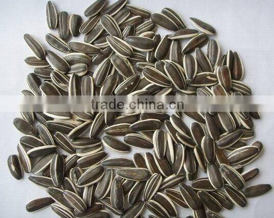 Sunflower seed 4009
