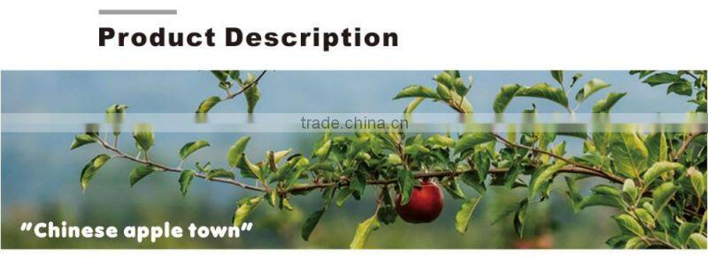Fresh fuji apple fruit exporter from China