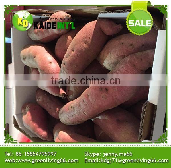 Supply Fresh Sweet Potato WITH HIGH QUALITY AND COMPETITIVE PRICE