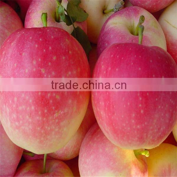 Chinese gala apple/ Gala apple for sale