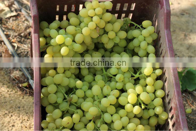 FRESH SWEET GRAPES