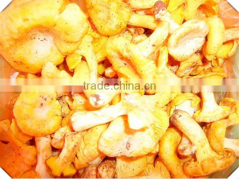 organic dried cantharellus cibarius mushroom