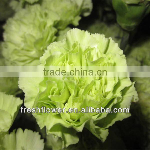 fresh cut carnation flower