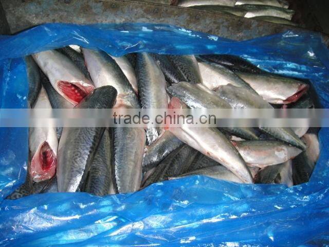 land frozen pacific mackerel headless