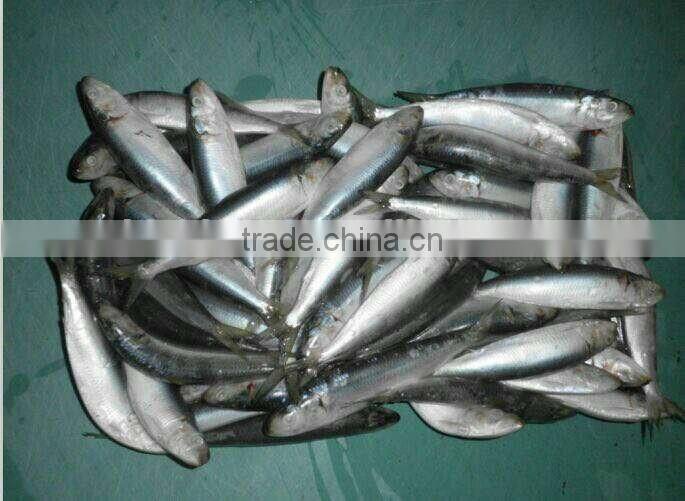 Sardinella Aurita for bait frozen Sardines