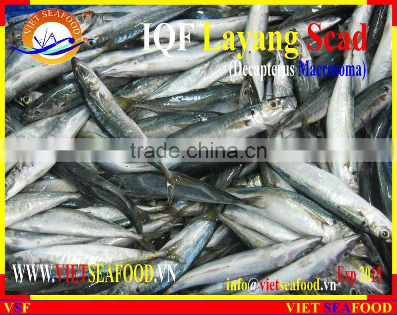 IQF LAYANG SCAD WHOLE ROUND