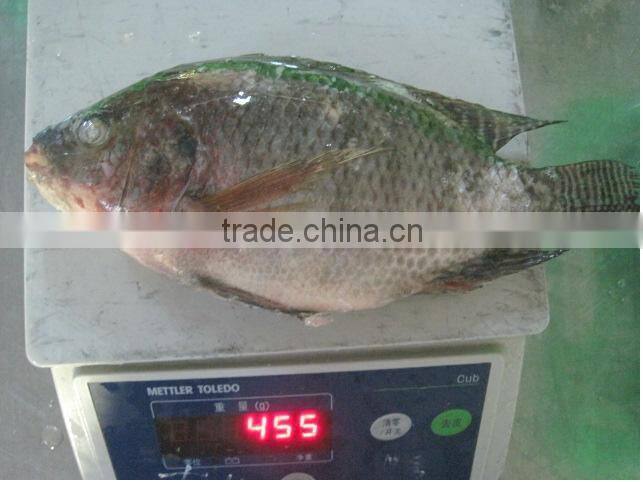 Frozen Tilapia fish