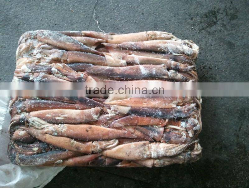 squid jig lamps for illex squid frozen squid