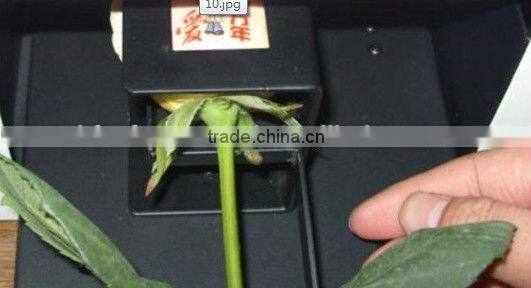 Digital Nail Paniter