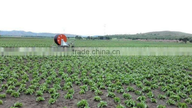 zhangbei Lettuce