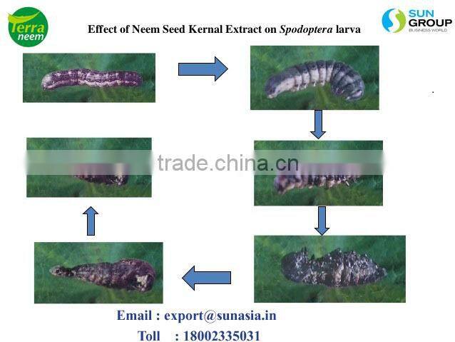 Cold Pressed Neem Oil