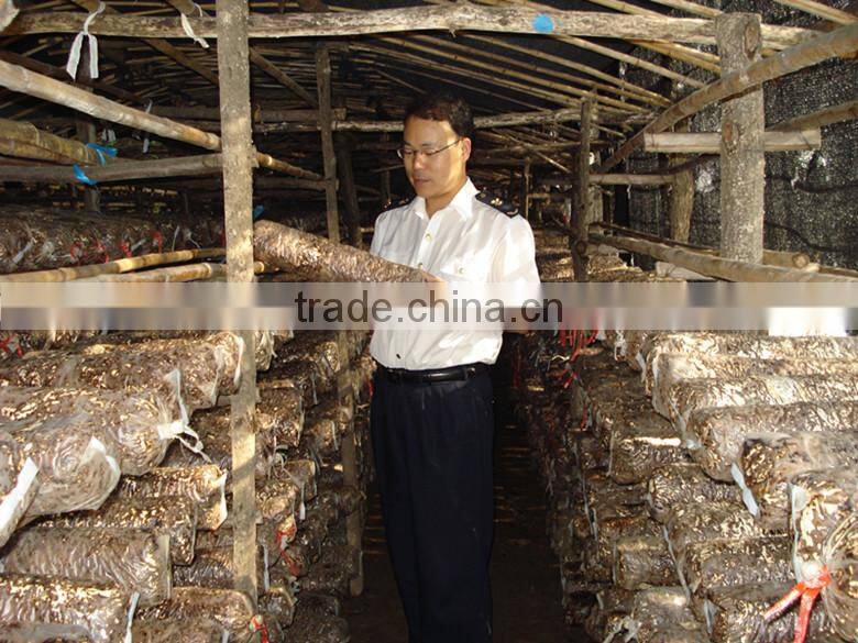 2015 new crop shiitake mushroom ,Top quality Tea flower mushroom