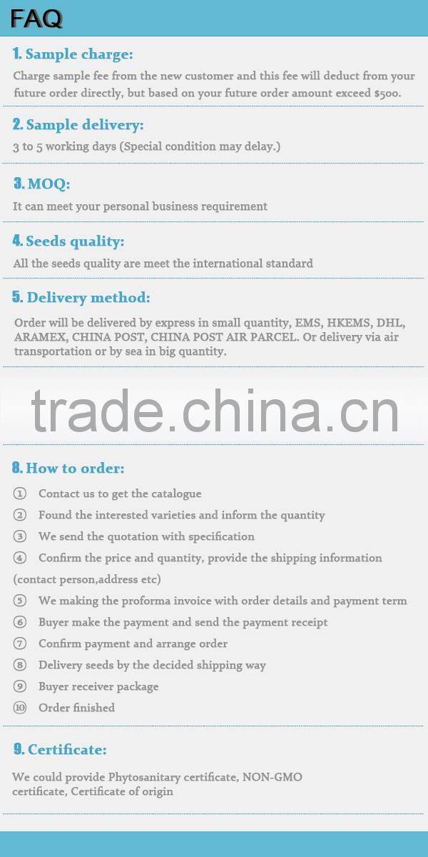 NCO05 Xihu guangzhou high yield quality hybrid maize seed