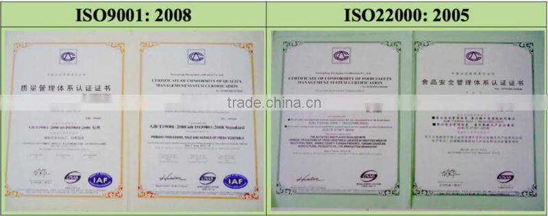 Brands fresh Chinese round cabbage