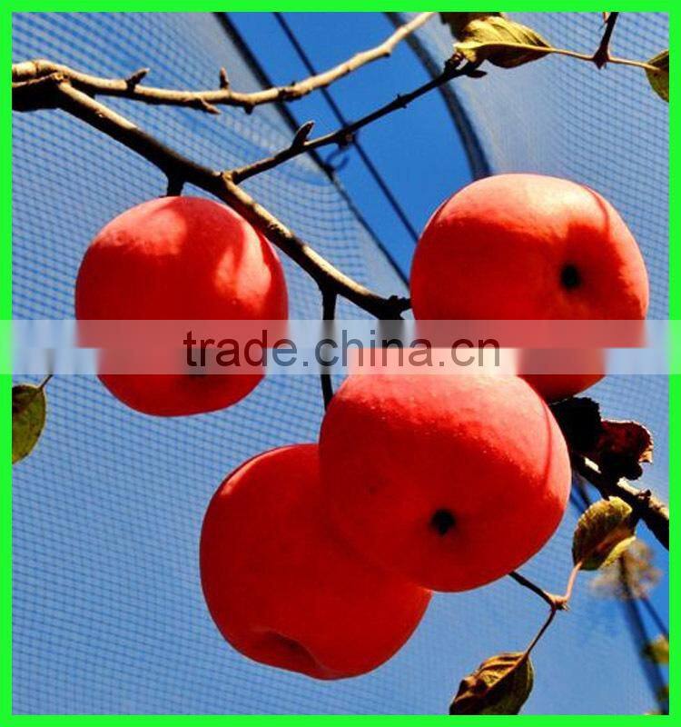 Knitted Anti Hail Netting WHITE 5m Width Pond Netting Fruit Protection