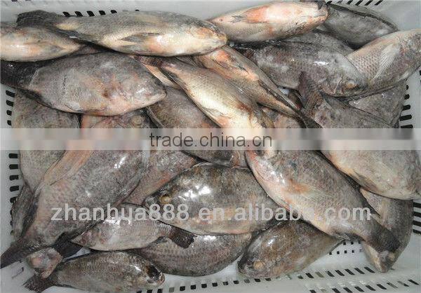 frozen tilapia fish cleaning tilapia buyer