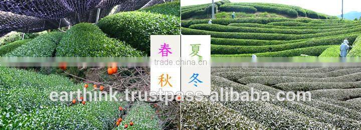 japanese sencha matcha green tea 100% organic JAS Top grade japanese tea powder 20g can