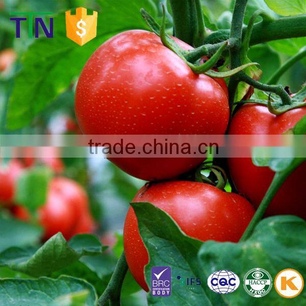 TTN slightly sour sun dried vegetable fruits tomato