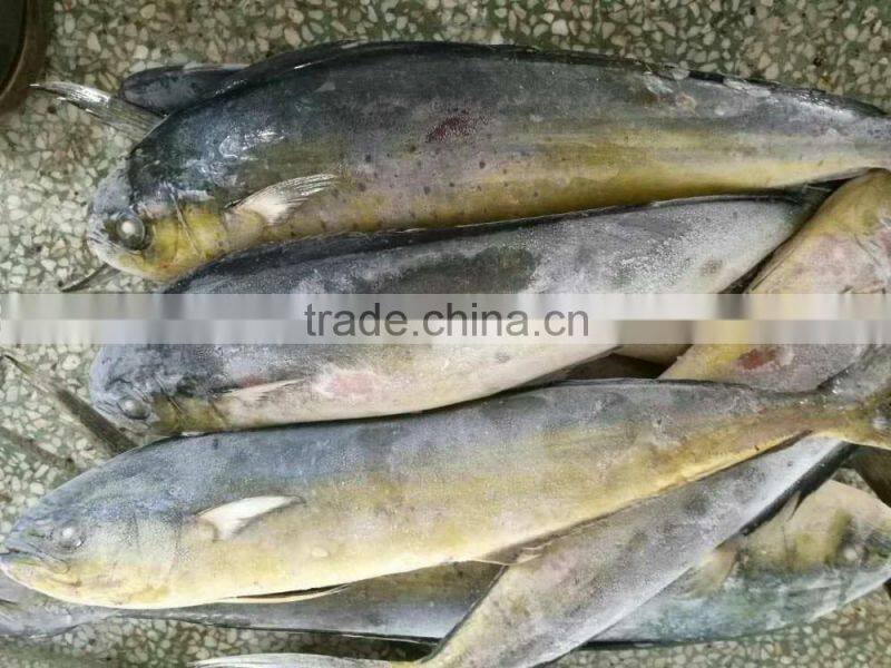 frozen whole mahi mahi fish for market 1kg up