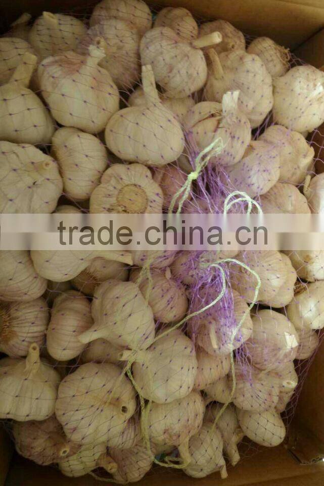 New crops fresh garlic white 4.5cm-6.0cm jingxiang shandong province