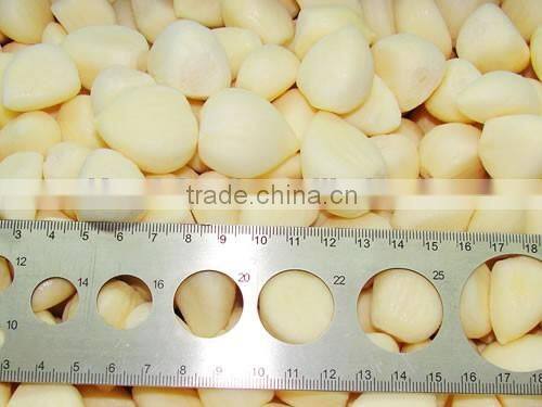 IQF Peeled Garlic