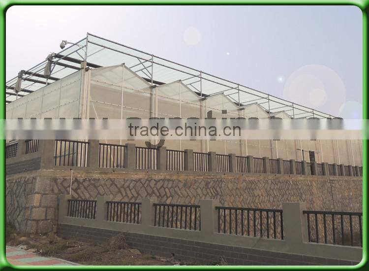 umbrella tree growing greenhouse for sale in China