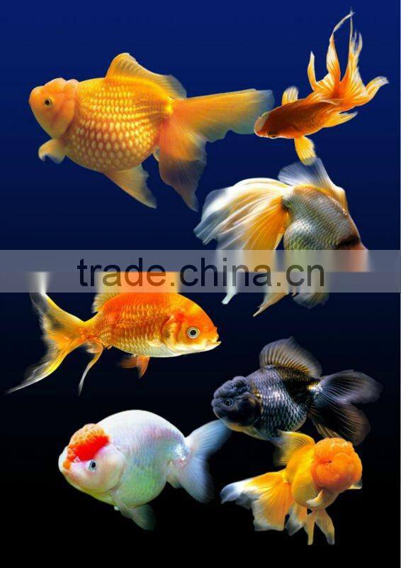 Automatic Floating Fish Feed Making Machine