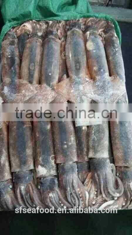 Frozen Seafood Illex Squid 200-300g
