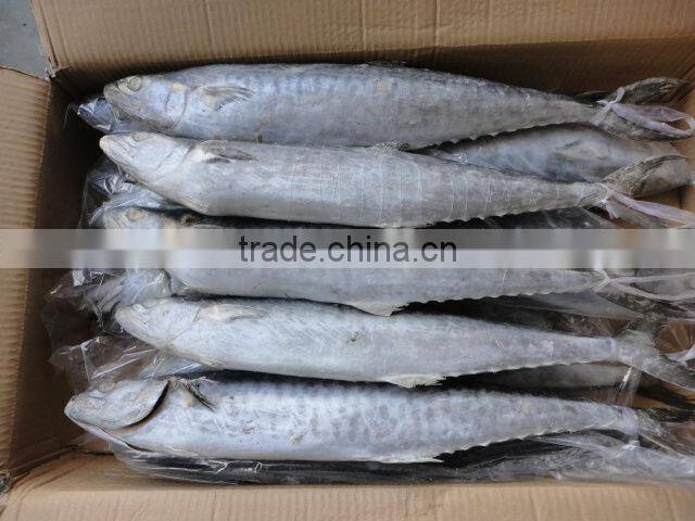 Frozen spanish mackerel,IQF,W/R,fresh