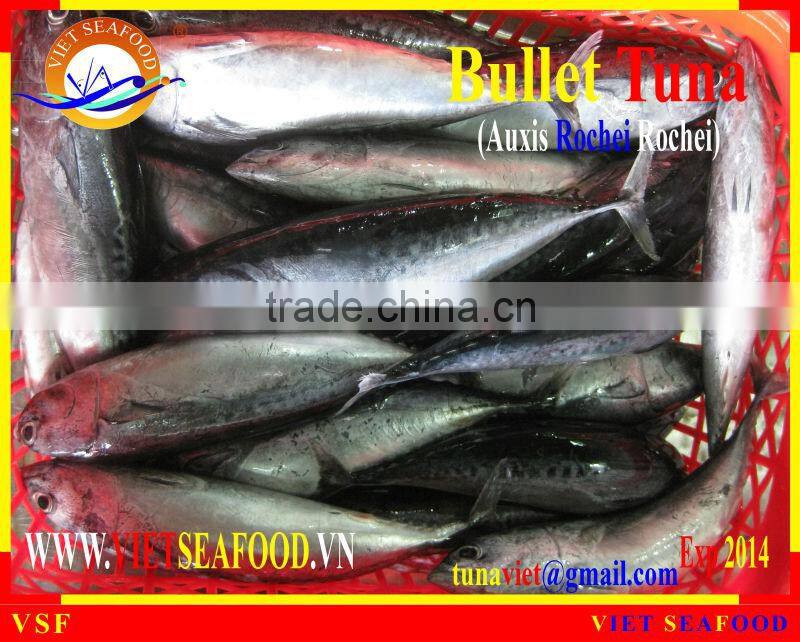 FROZEN W/R BULLET TUNA