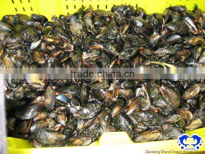 seafood frozen blue mussel meat with half shell