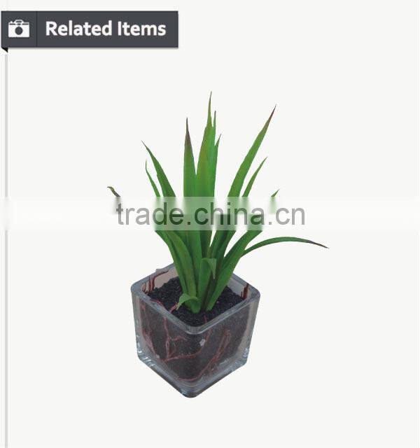 Mini decorative home and office table potted succulent plant