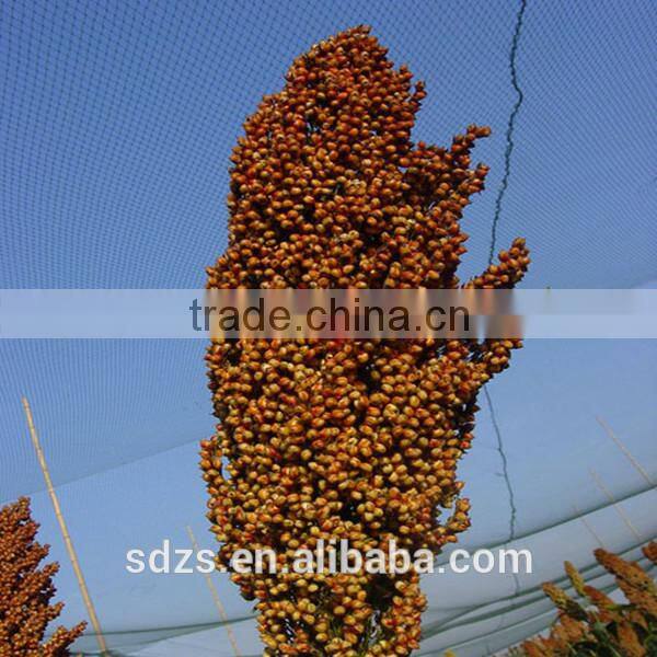 very competitive grain sorghum price