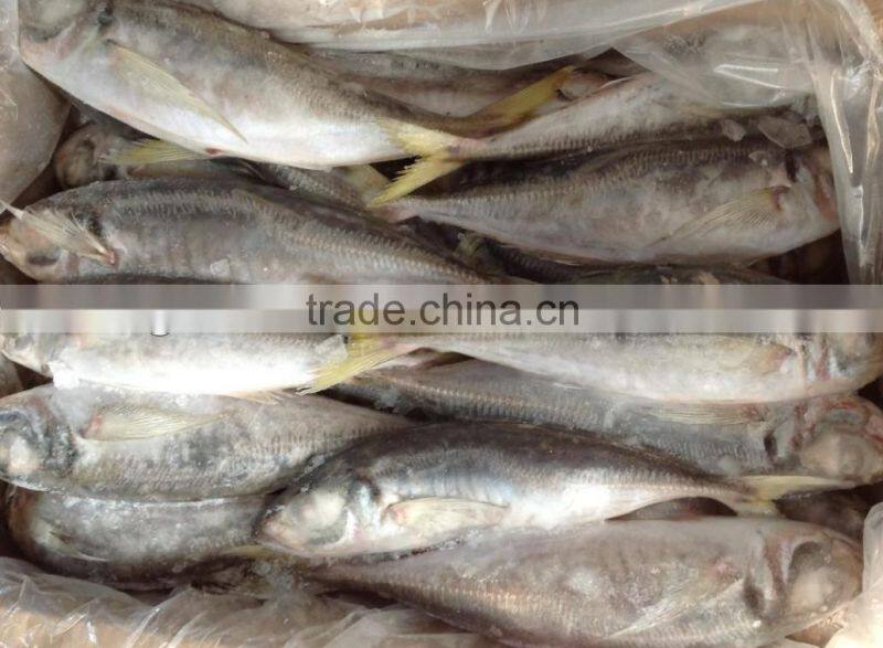 Frozen fish horse mackerel 25cm+