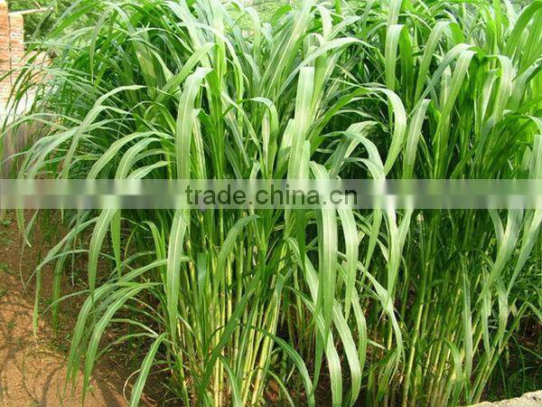 cow and goat feed grinder and mixer