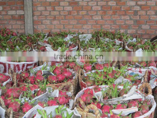 Dragon Fruit with high quality and Best Price