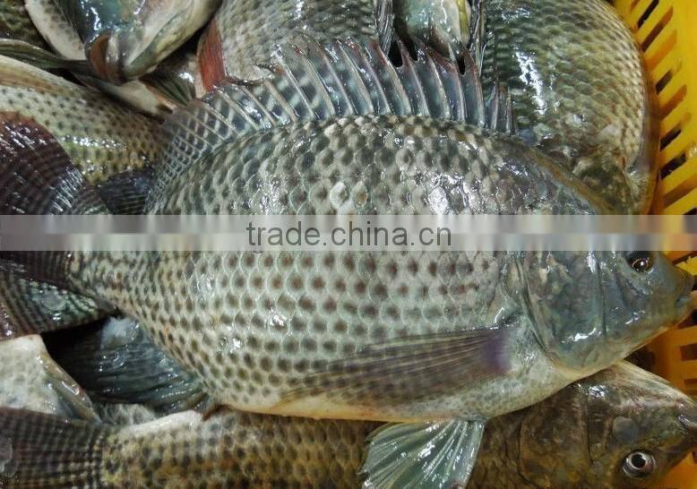 frozen tilapia fillet price for sale